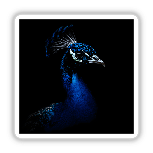 Cinematic Peacock Portrait on Black Background featuring a detailed close-up of the bird's intricate feathers and beak, available as stickers or digital artwork from Decal Venue.