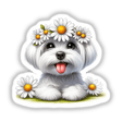 Covered in Daisies Maltese Dog