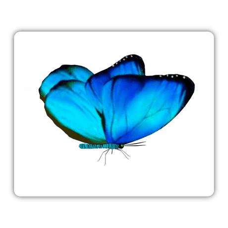 BLUE AND CYAN STRIPED BUTTERFLY