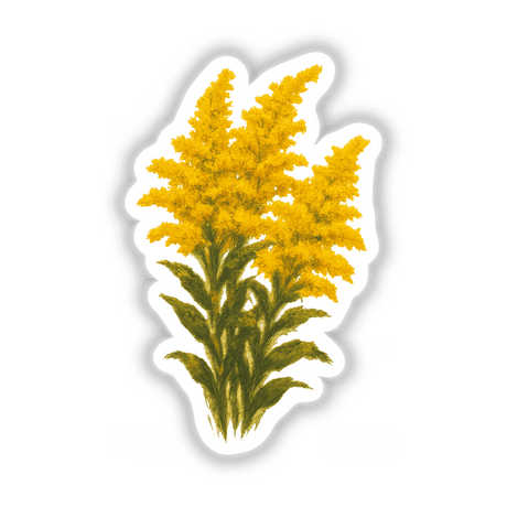 Kentucky Nebraska State Flower Sticker or Clipart featuring a detailed Goldenrod Blossom Art, available as stickers or digital artwork with commercial rights, reflecting Decal Venue's unique vinyl sticker and digital art offerings.