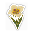 Utah State Flower Sticker or Clipart with Commercial Rights - Sego Lily Design, featuring a detailed illustration of the Sego Lily, available as stickers or digital artwork from Decal Venue.
