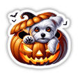 Adorable Maltese Puppy in Pumpkin Sticker - Playful Halloween Digital Artwork featuring a cute white Maltese dog peeking out from a carved orange pumpkin, surrounded by bats against a white background.