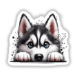 Peeking Husky Dog Splatter: A detailed close-up artwork of a husky's eyes and nose, available as unique stickers or digital artwork, showcasing the husky's attentive expression.