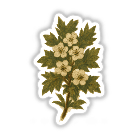 Missouri State Flower Sticker or Clipart featuring Hawthorn Blossom Art, ideal for digital artwork or stickers, available with commercial rights. Perfect for adding botanical charm from Decal Venue.