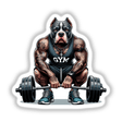 Muscular Bully Pitbull Dog Lifting Barbell