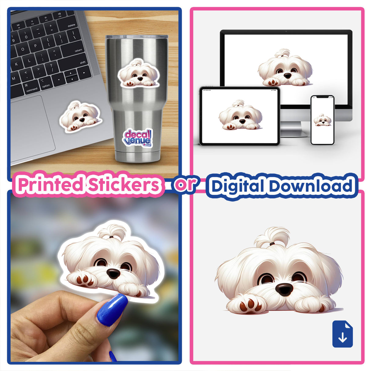 Cute Resting Maltese Dog