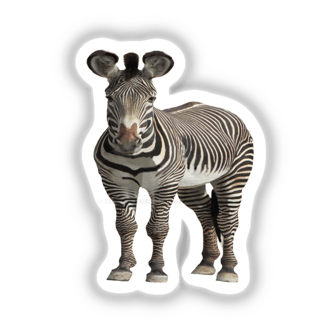 Zebra