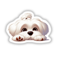 Cute Resting Maltese Dog