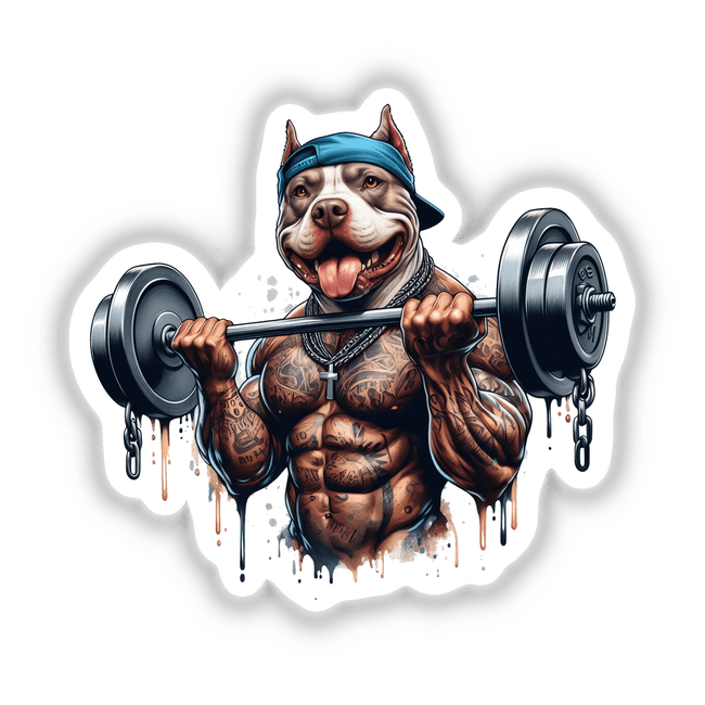 Muscular weightlifting pitbull dog in blue cap lifting barbell