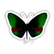 GREEN, RED AND BLACK BUTTERFLY