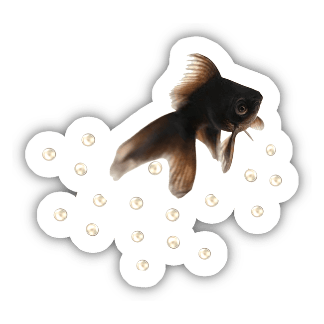 Black Moor Fish 3