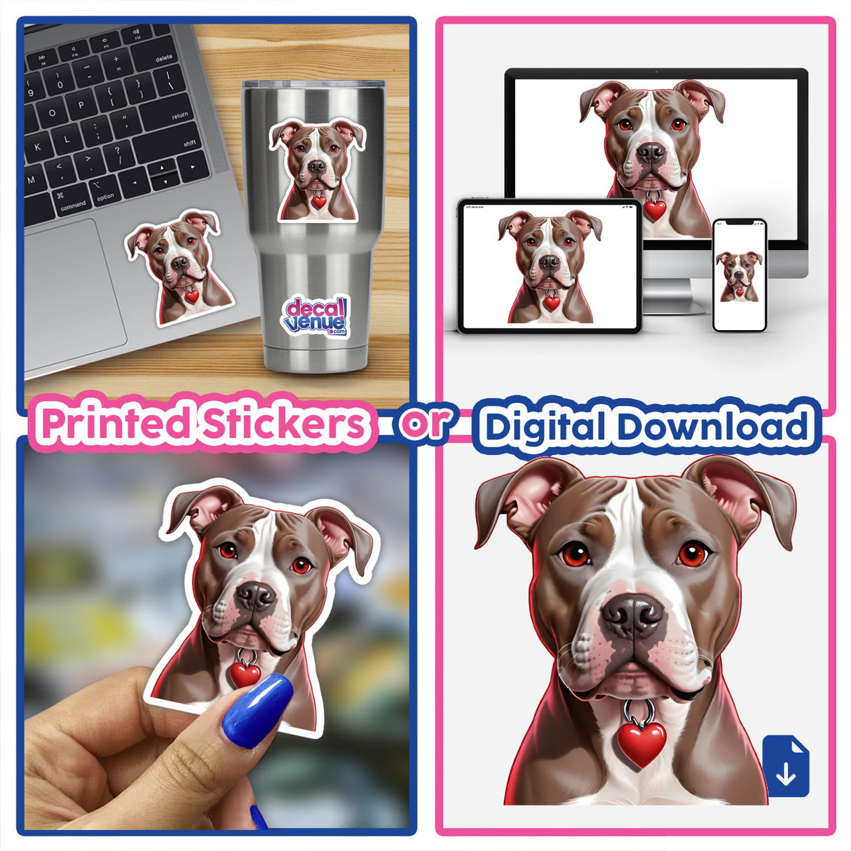 Pitbull with Heart Collar