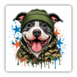 Pitbull in Camo and a Beanie