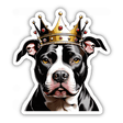 Pitbull King