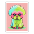 Adorable Angry Poodle