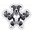 Lifting Squatting Pitbull II