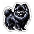 Black Fluffy Pomeranian