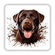 Chocolate Splash Lab Dog