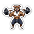 Pitbull Weightlifting