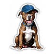 Pitbull Wearing Baseball Cap