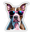 Cool Dude Pitbull w/Sunglasses