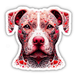 Queen of Hearts Pitbull