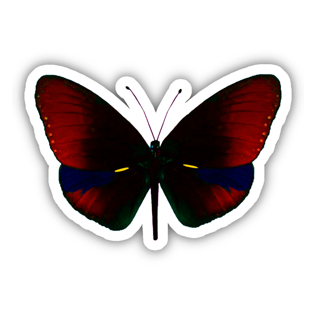 RED, BLUE, GOLD AND BLACK BUTTERFLY