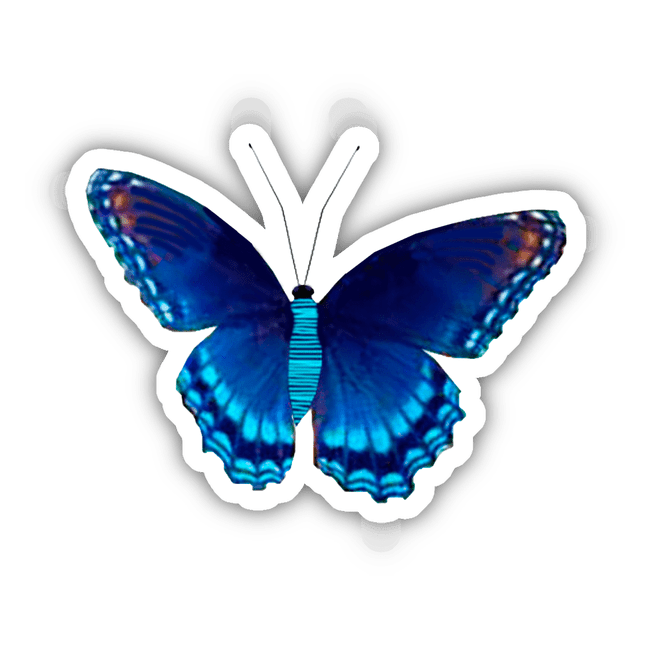 Multi Cyan Blue Butterfly