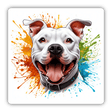 Splash of Color White Pitbull