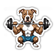 Lifting Squatting Pitbull I
