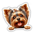 Peeking Boy Yorkie