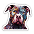 Floral City Pitbull