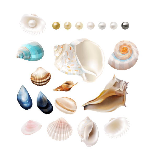Beautiful Seashells and Pearls Set of 21 Decals [002] | Nature & Nautical | DecalVenue.com