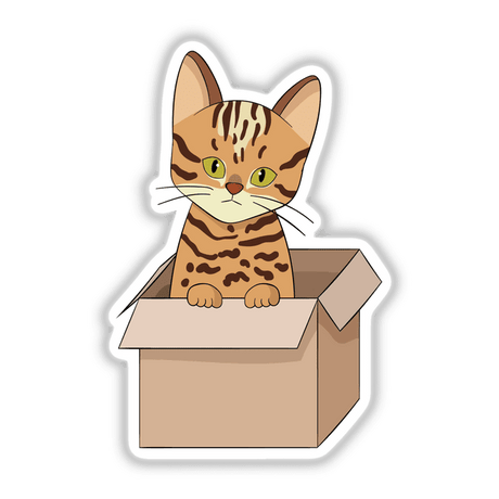 Bengal kitten in a box