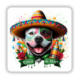 Cinco de Mayo Pitbull Dog